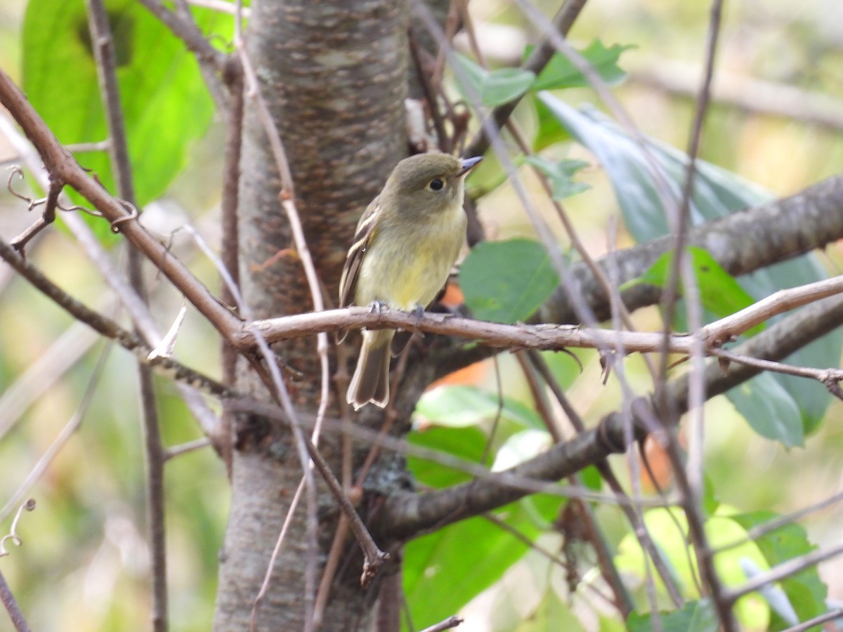 Yellow-bellied Flycatcher - ML642436159