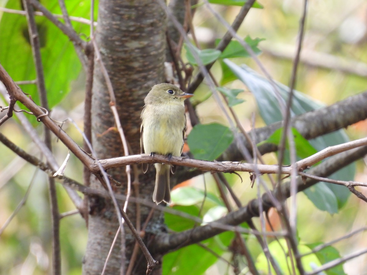 Yellow-bellied Flycatcher - ML642436161