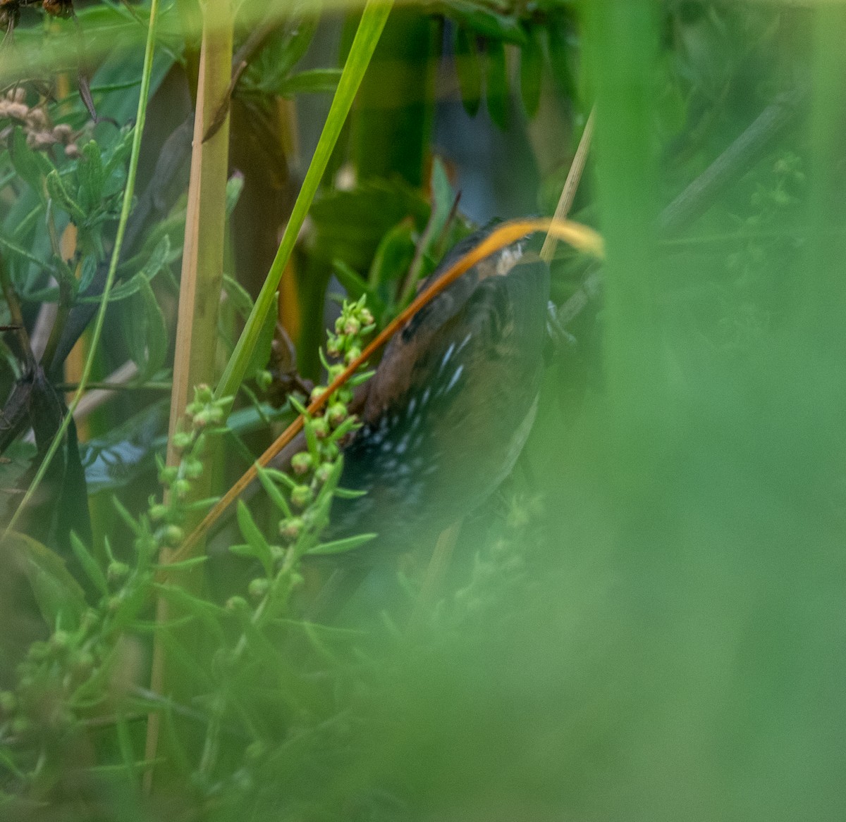 Marsh Wren - ML642436221