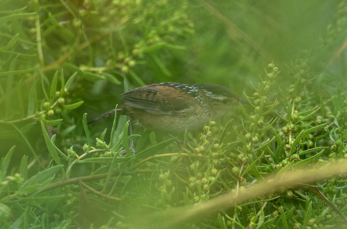 Marsh Wren - ML642436222