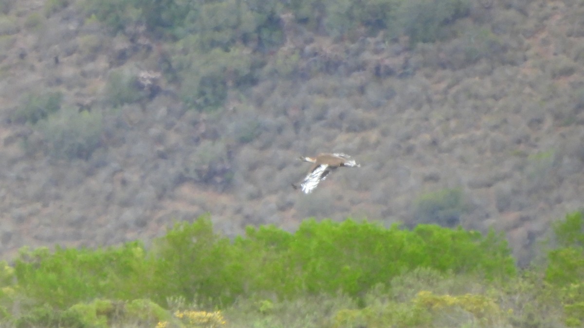 Denham's Bustard - ML642436251