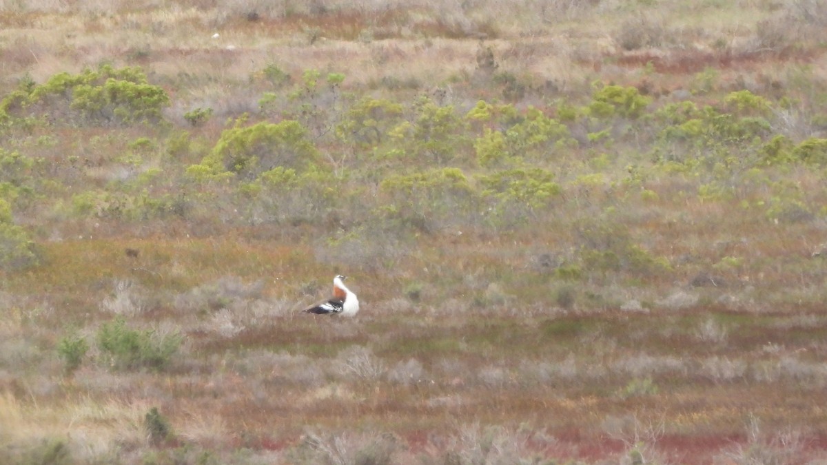 Denham's Bustard - ML642436254