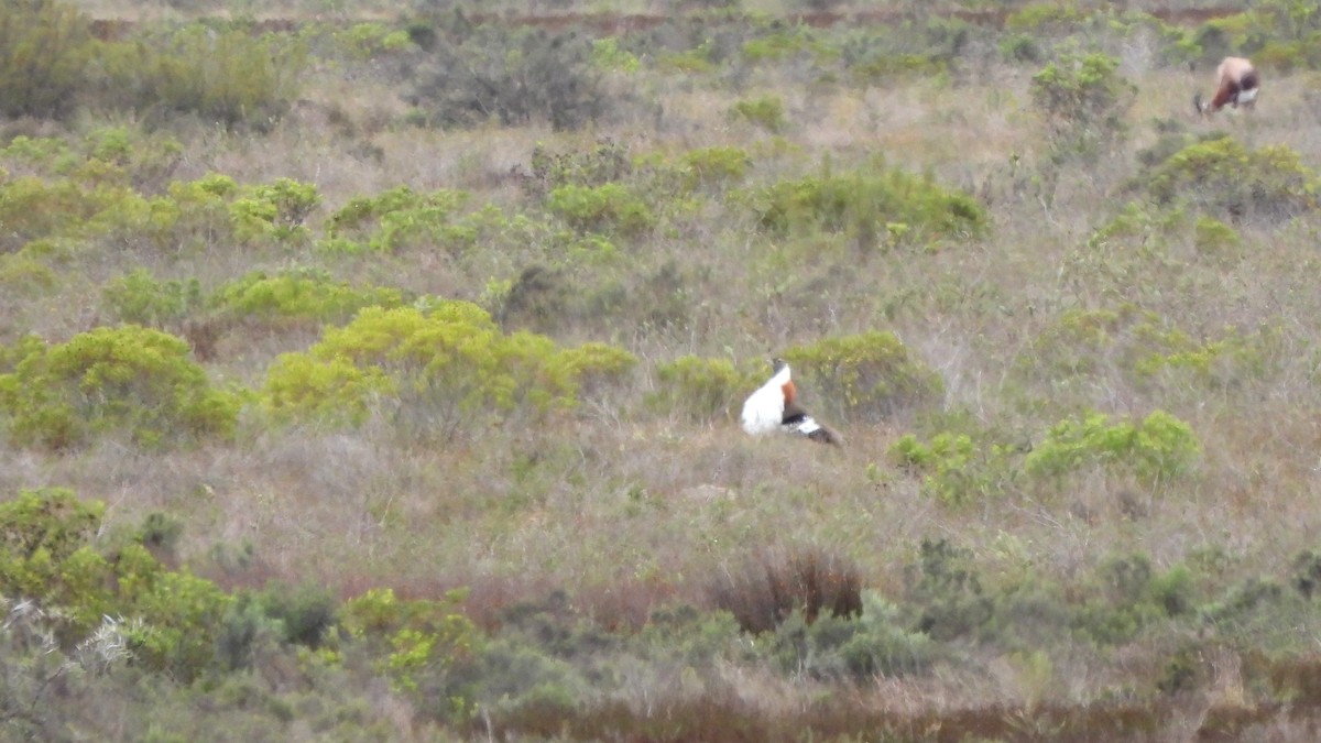 Denham's Bustard - ML642436255