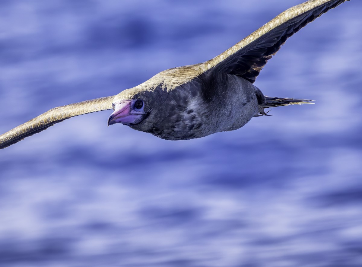 Red-footed Booby - ML642436258