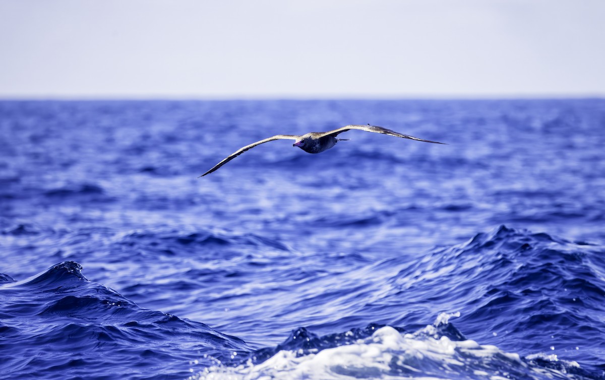 Red-footed Booby - ML642436262