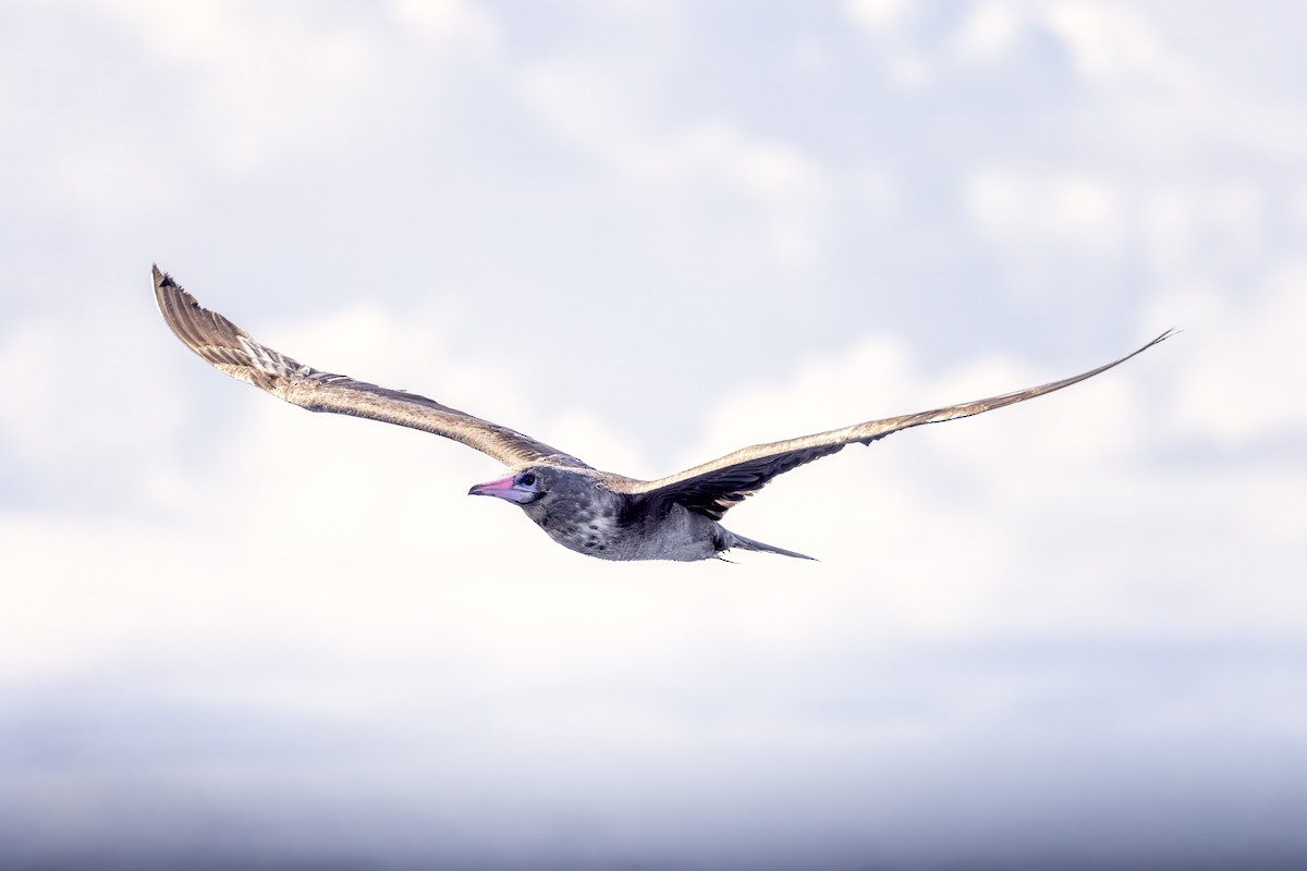 Red-footed Booby - ML642436263