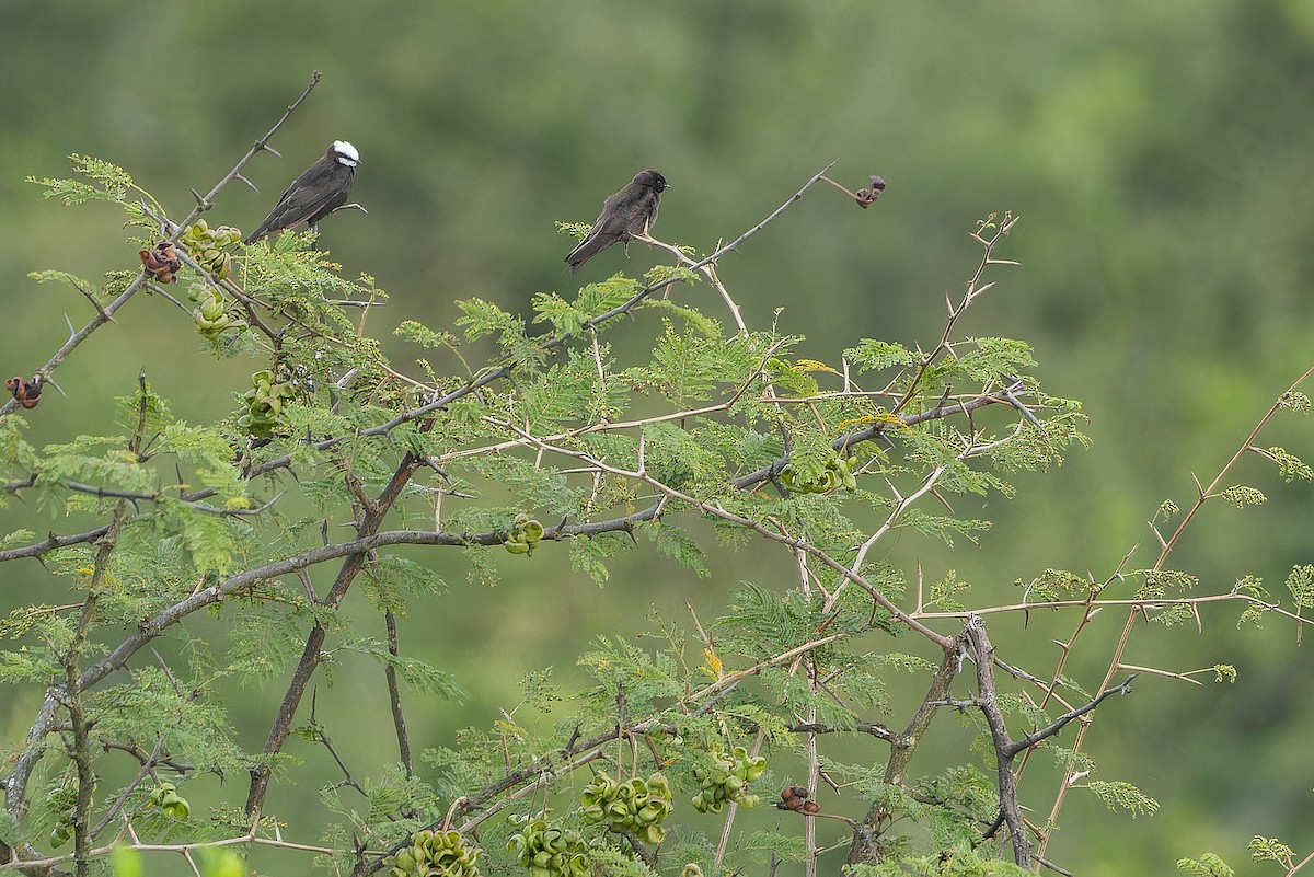 White-headed Sawwing (White-headed) - ML642436266