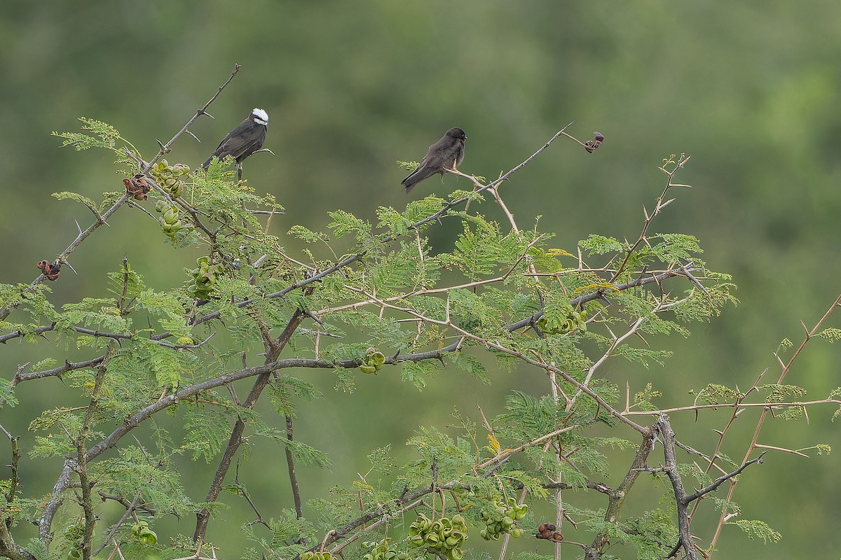 White-headed Sawwing (White-headed) - ML642436267