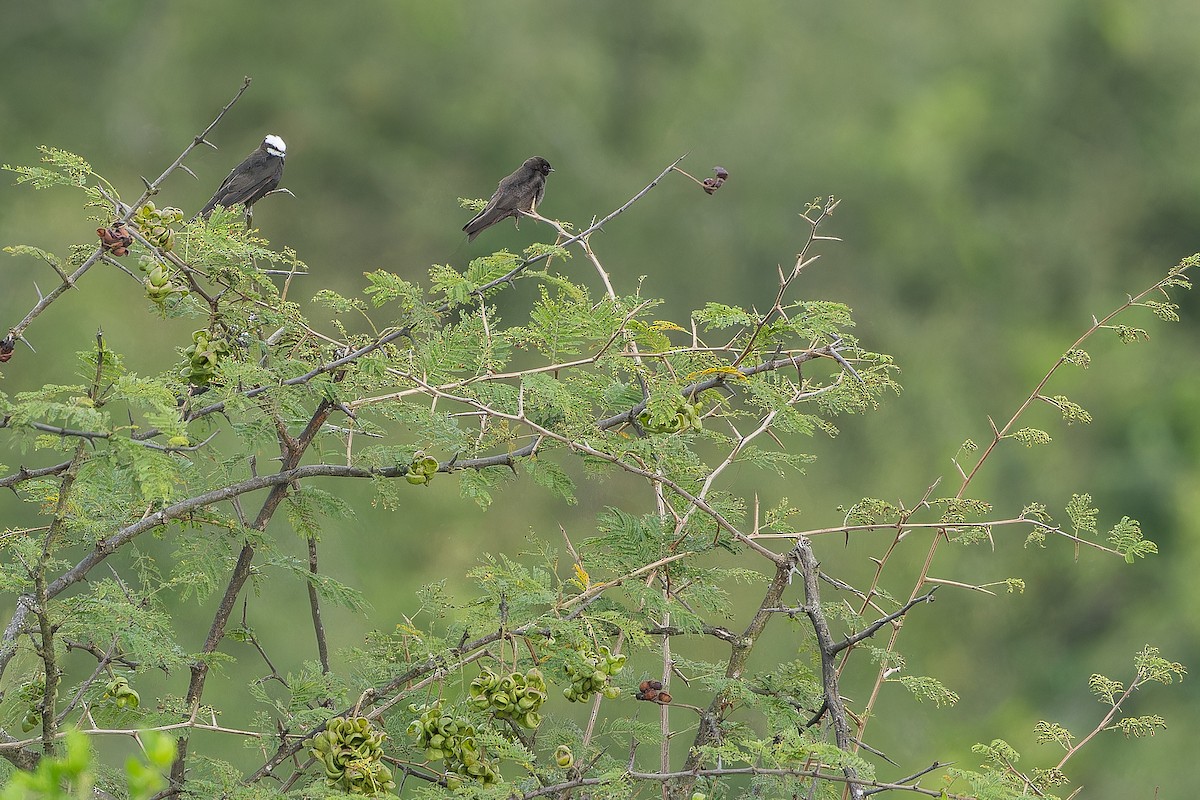 White-headed Sawwing (White-headed) - ML642436268