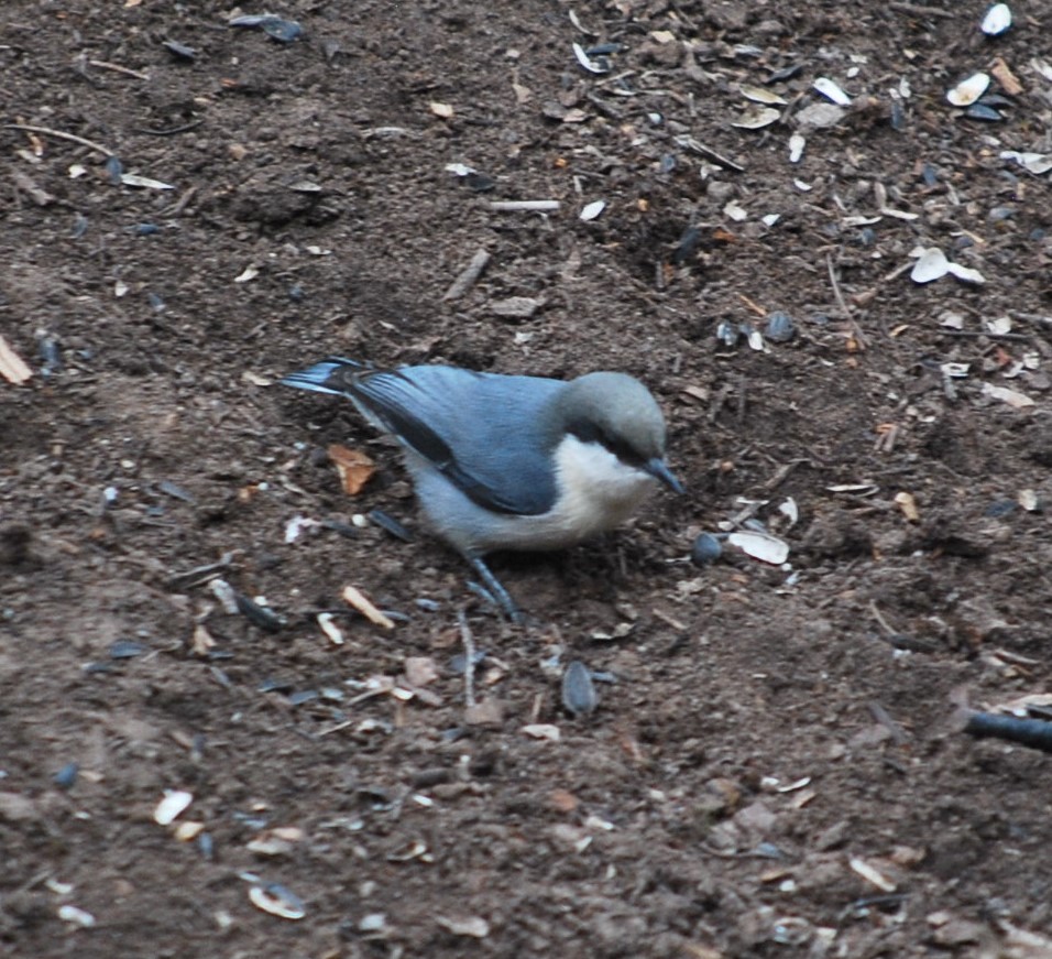 ヒメゴジュウカラ - ML642436269