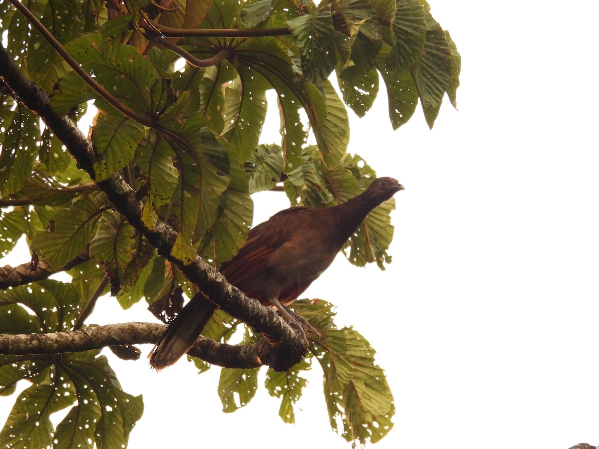 Gray-headed Chachalaca - ML642436271