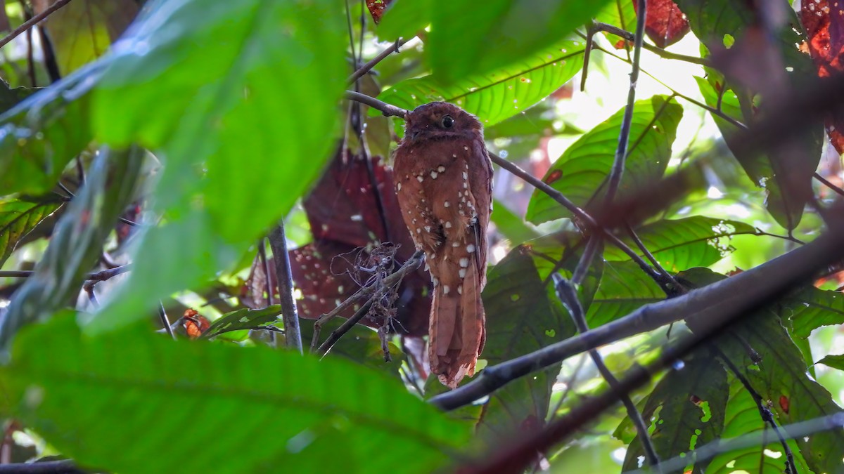 Rufous Potoo - ML642436273