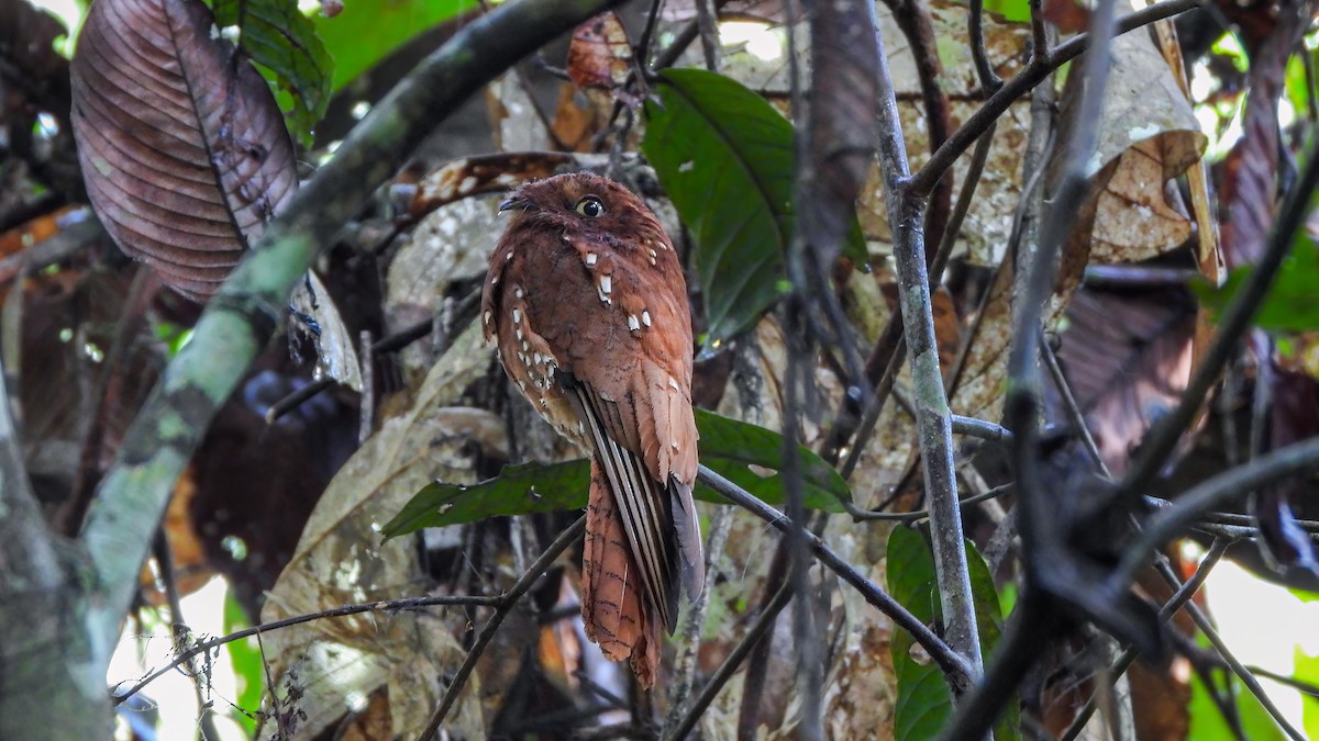 Rufous Potoo - ML642436274