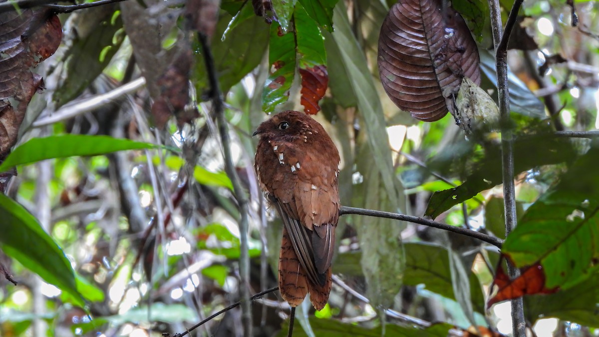 Rufous Potoo - ML642436275