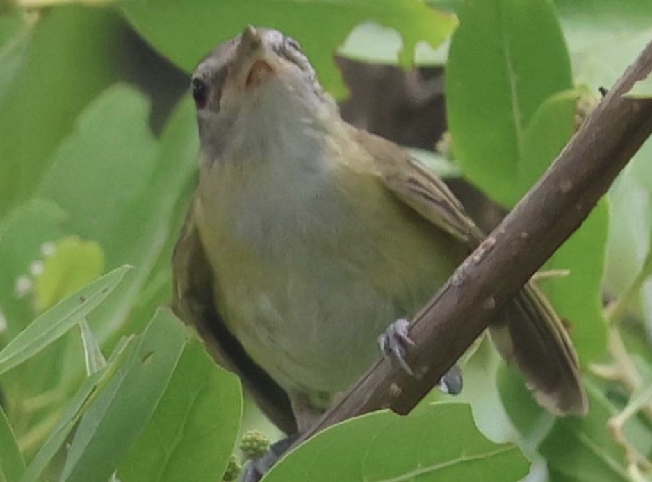 Yellow-green Vireo - ML642436280