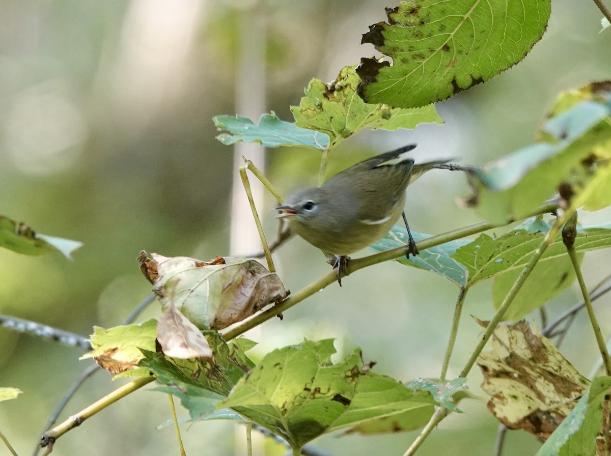 Orange-crowned Warbler - ML642436281