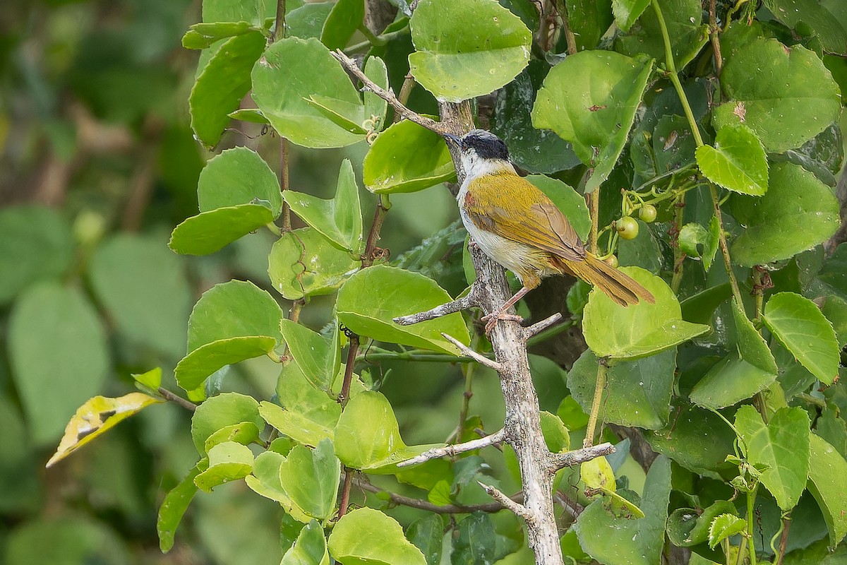 Gray-capped Warbler - ML642436286