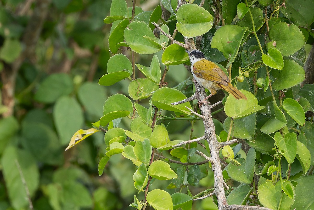 Gray-capped Warbler - ML642436287
