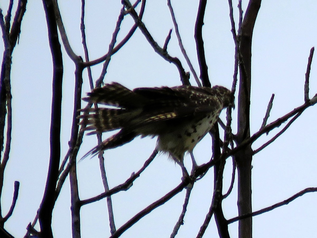 Red-shouldered Hawk - ML642436290