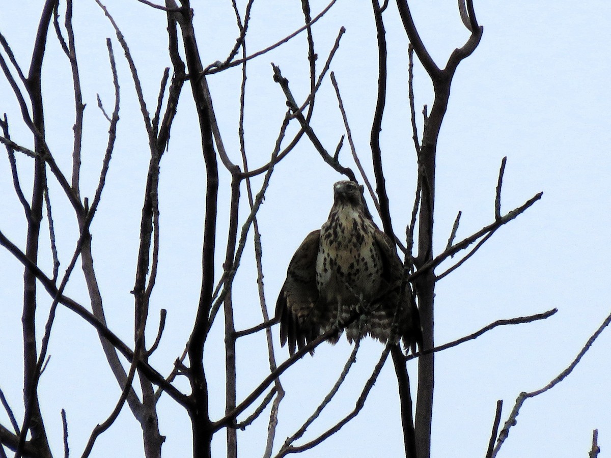 Red-shouldered Hawk - ML642436291
