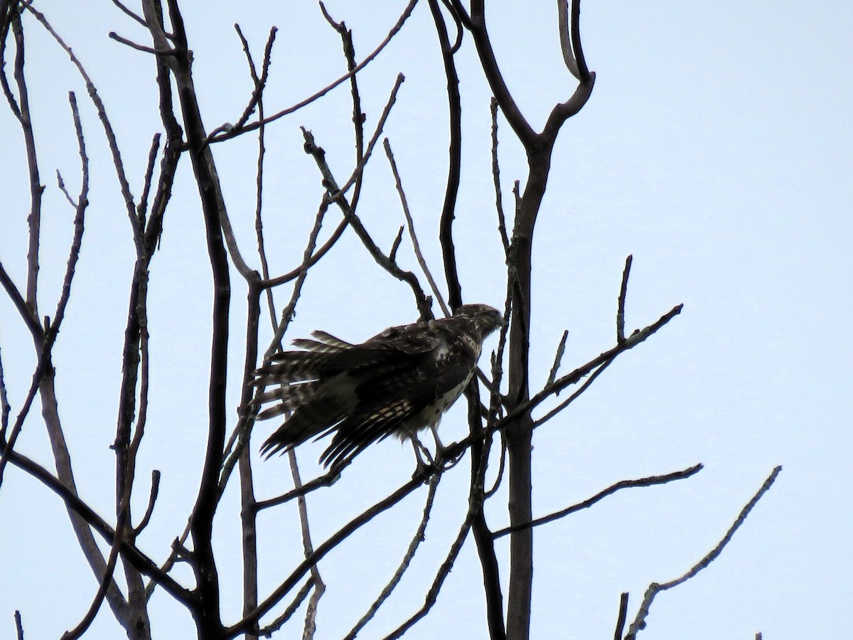Red-shouldered Hawk - ML642436292