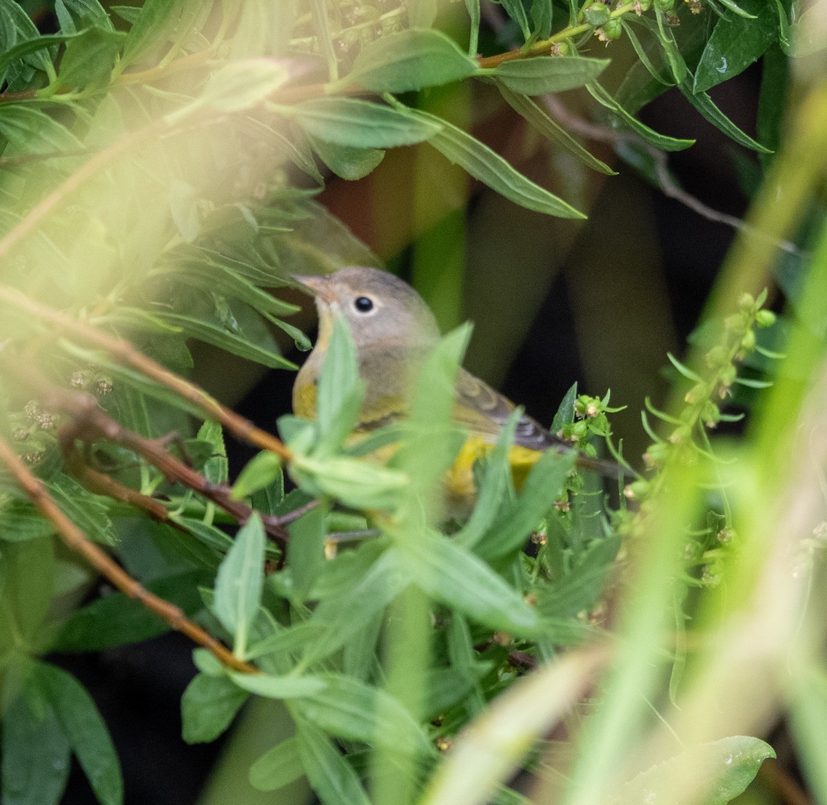 Nashville Warbler - ML642436293
