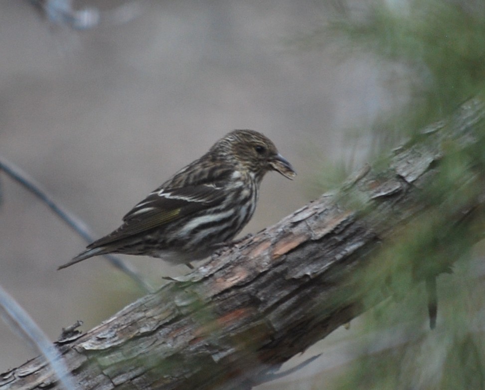 Pine Siskin - ML642436297