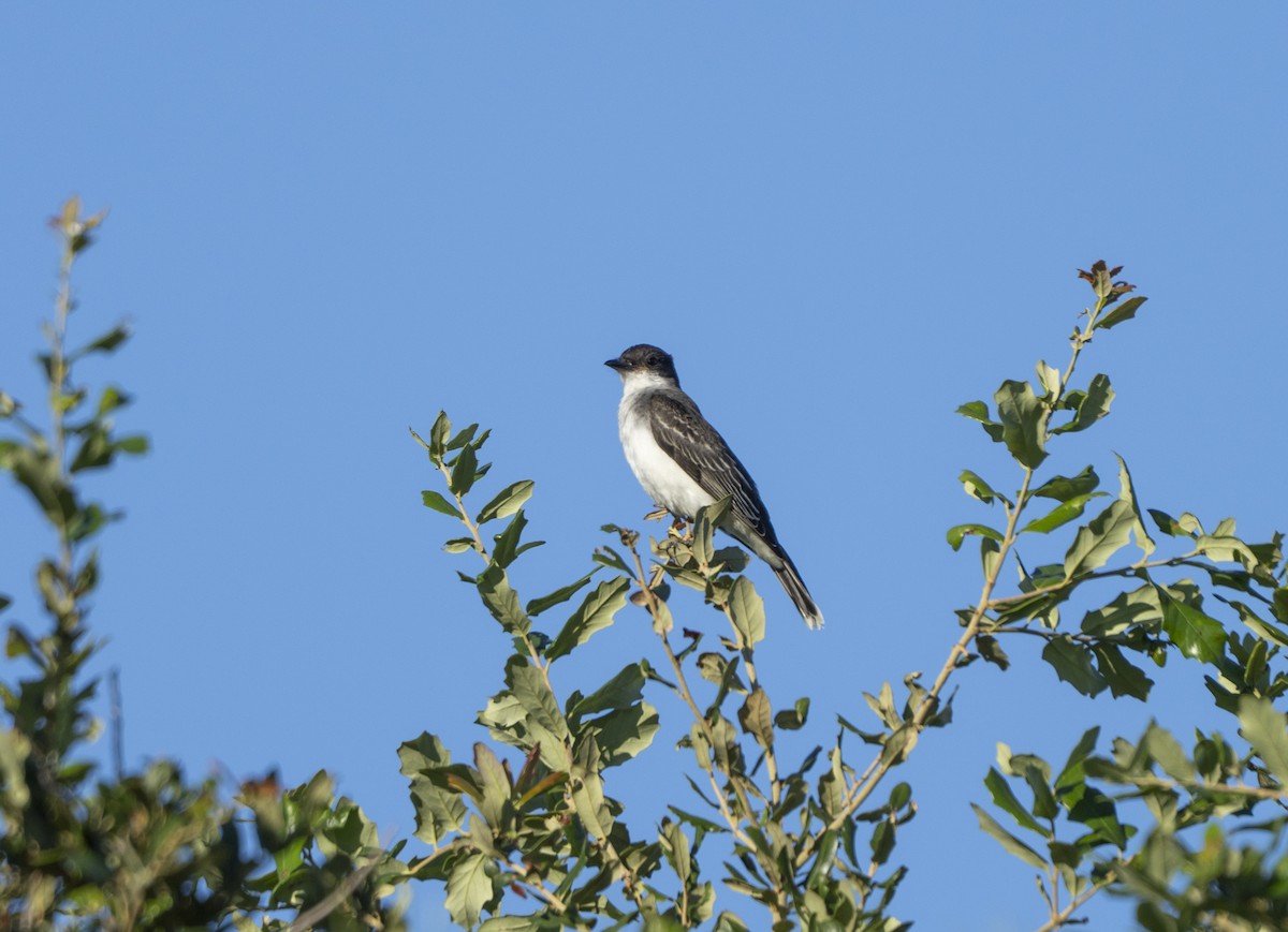 טירן מזרחי - ML642436304