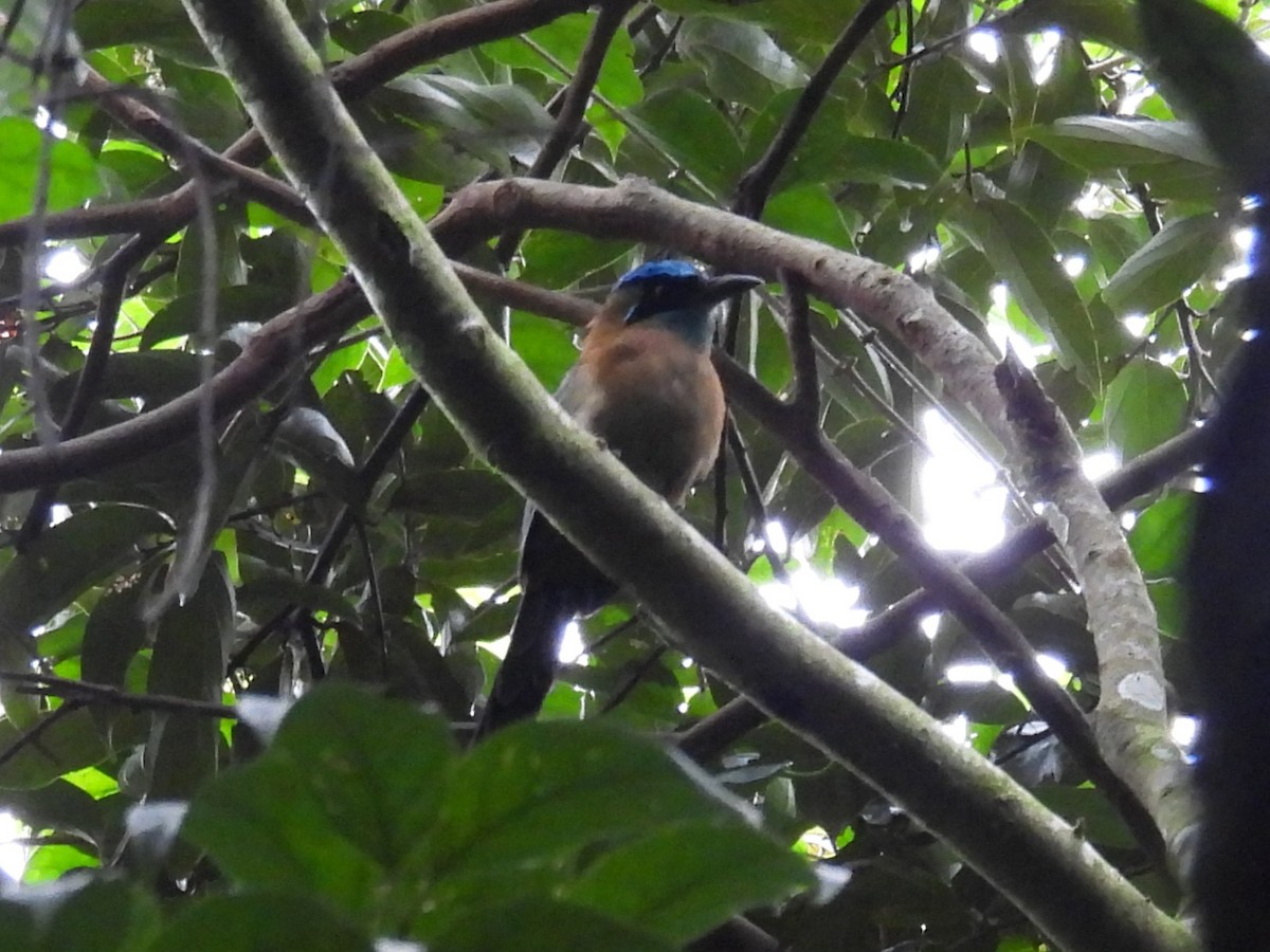 Motmot de Lesson - ML642436368