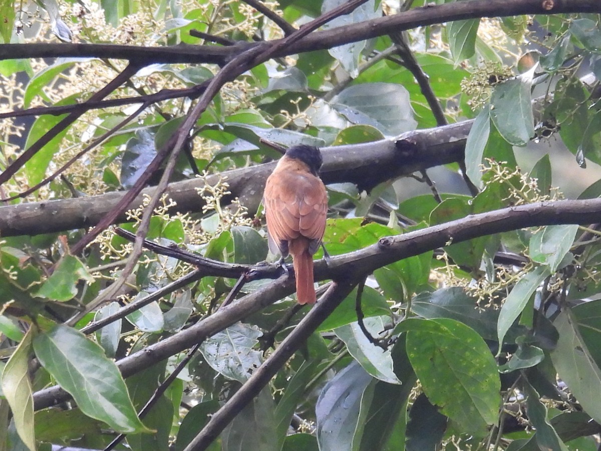 Rose-throated Becard - ML642436381