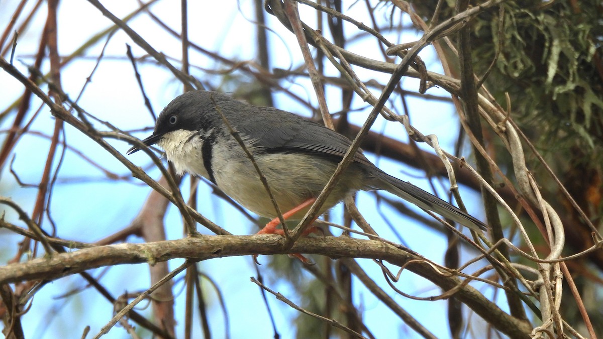 ringapalis - ML642436389