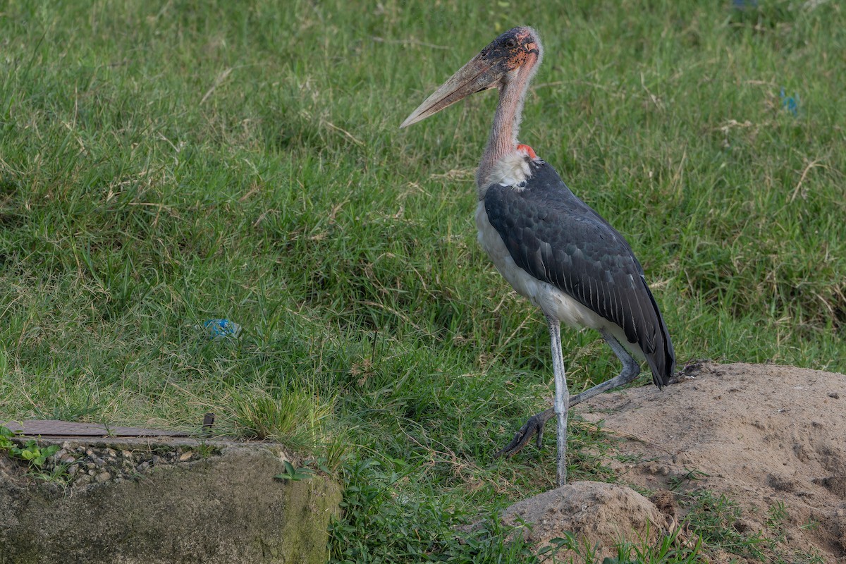 Marabu - ML642436394