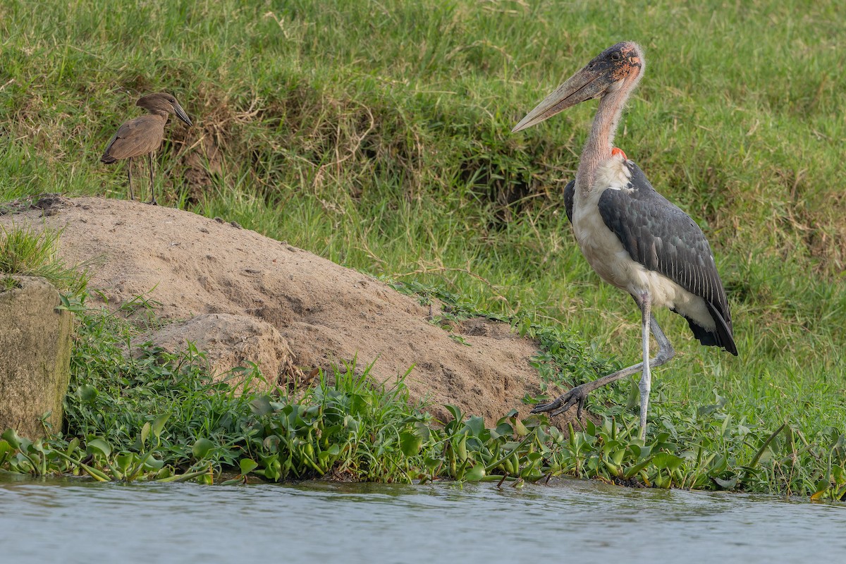 Marabu - ML642436396