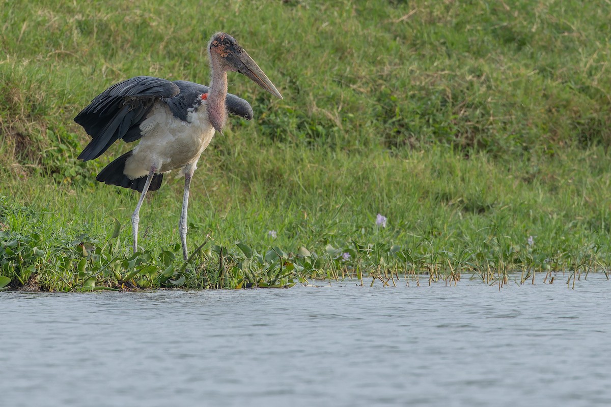 Marabu - ML642436413