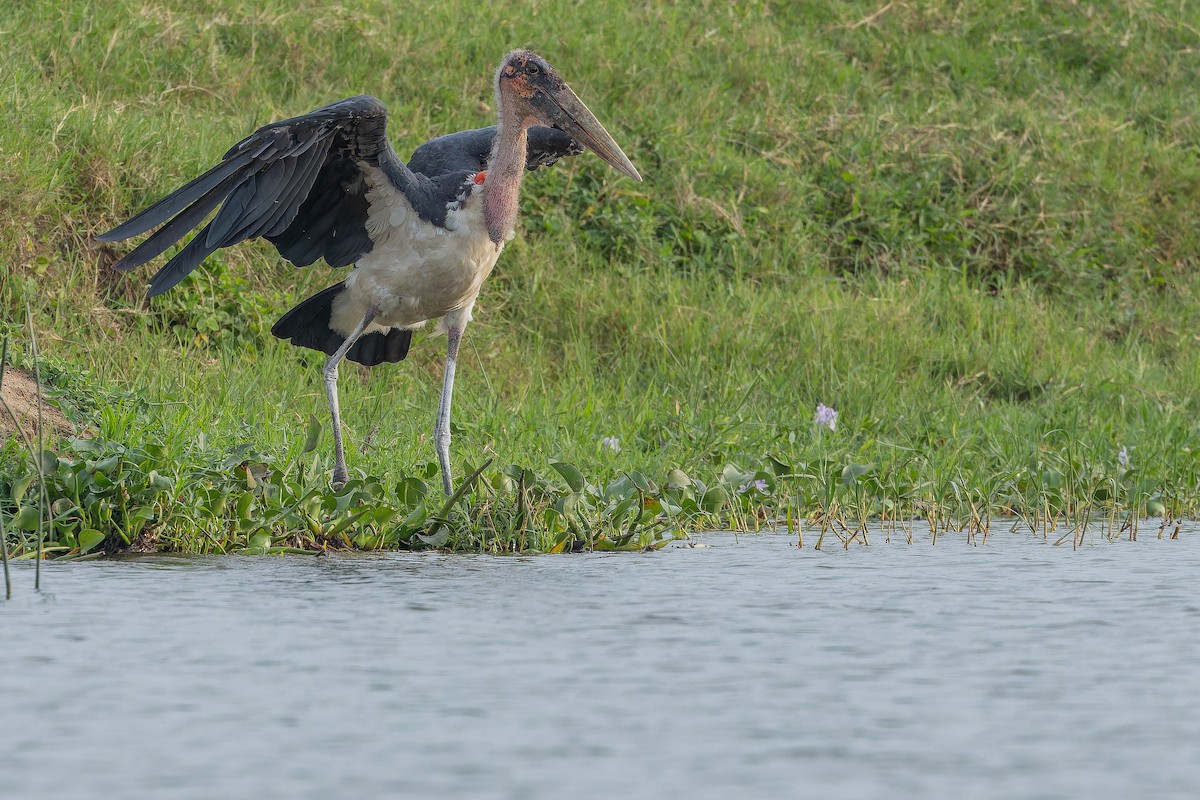 Marabu - ML642436414