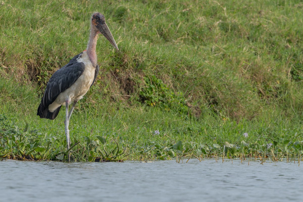 Marabu - ML642436416