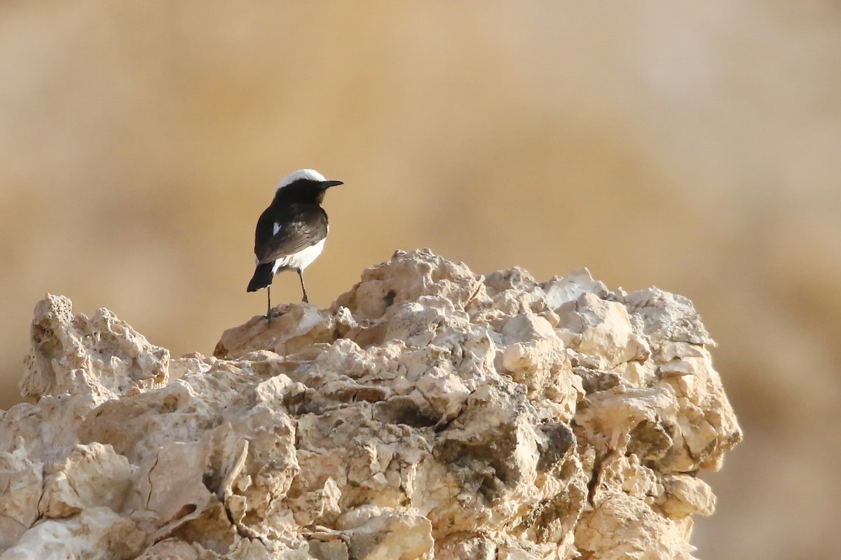 Arabian Wheatear - ML642436431