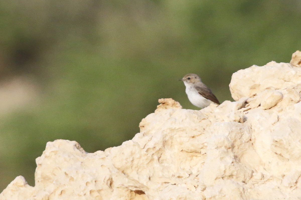 Arabian Wheatear - ML642436432