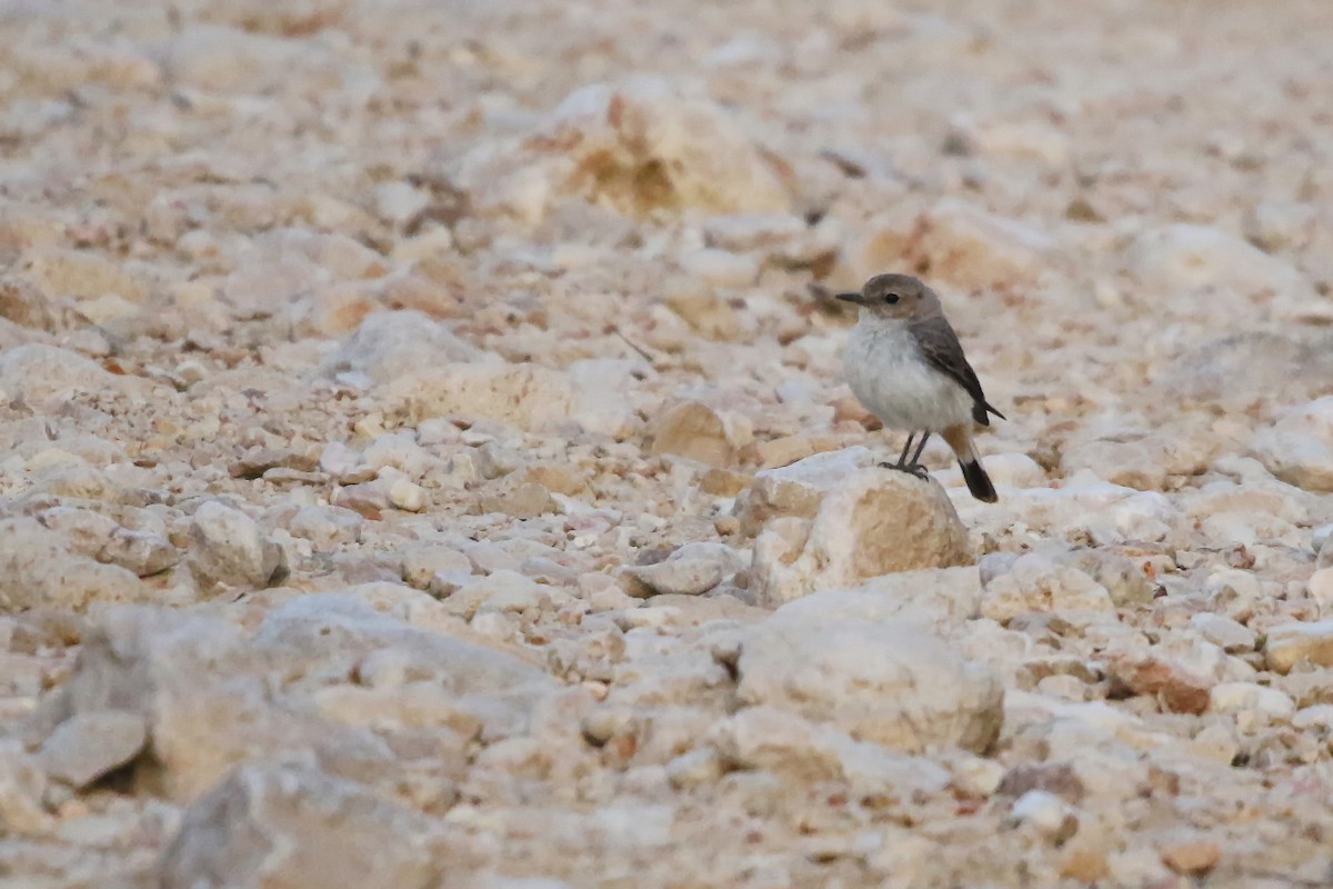 Arabian Wheatear - ML642436433