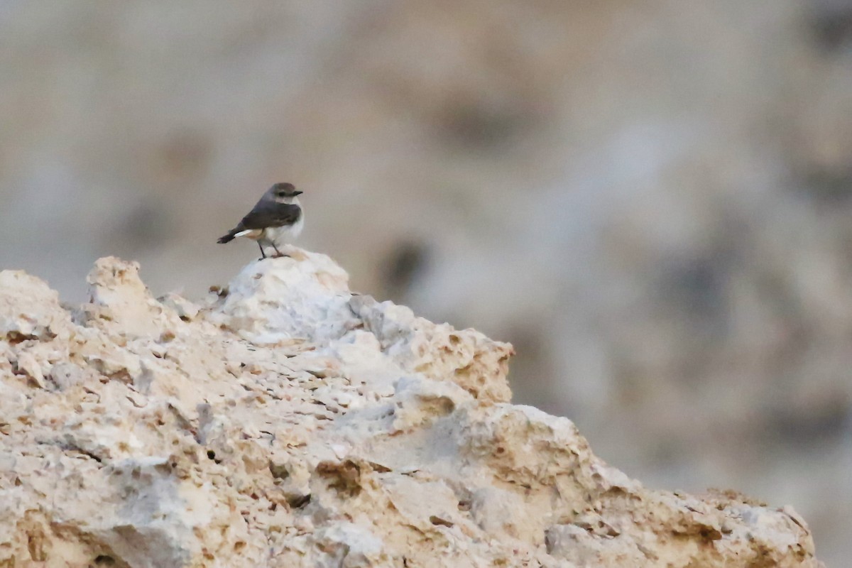 Arabian Wheatear - ML642436434