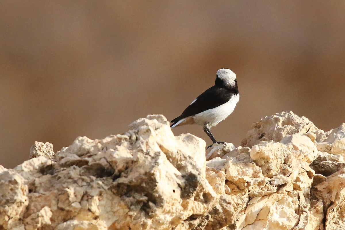Arabian Wheatear - ML642436435