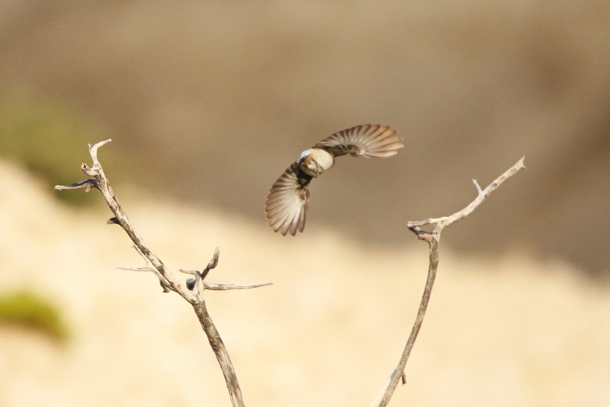 Arabian Wheatear - ML642436436