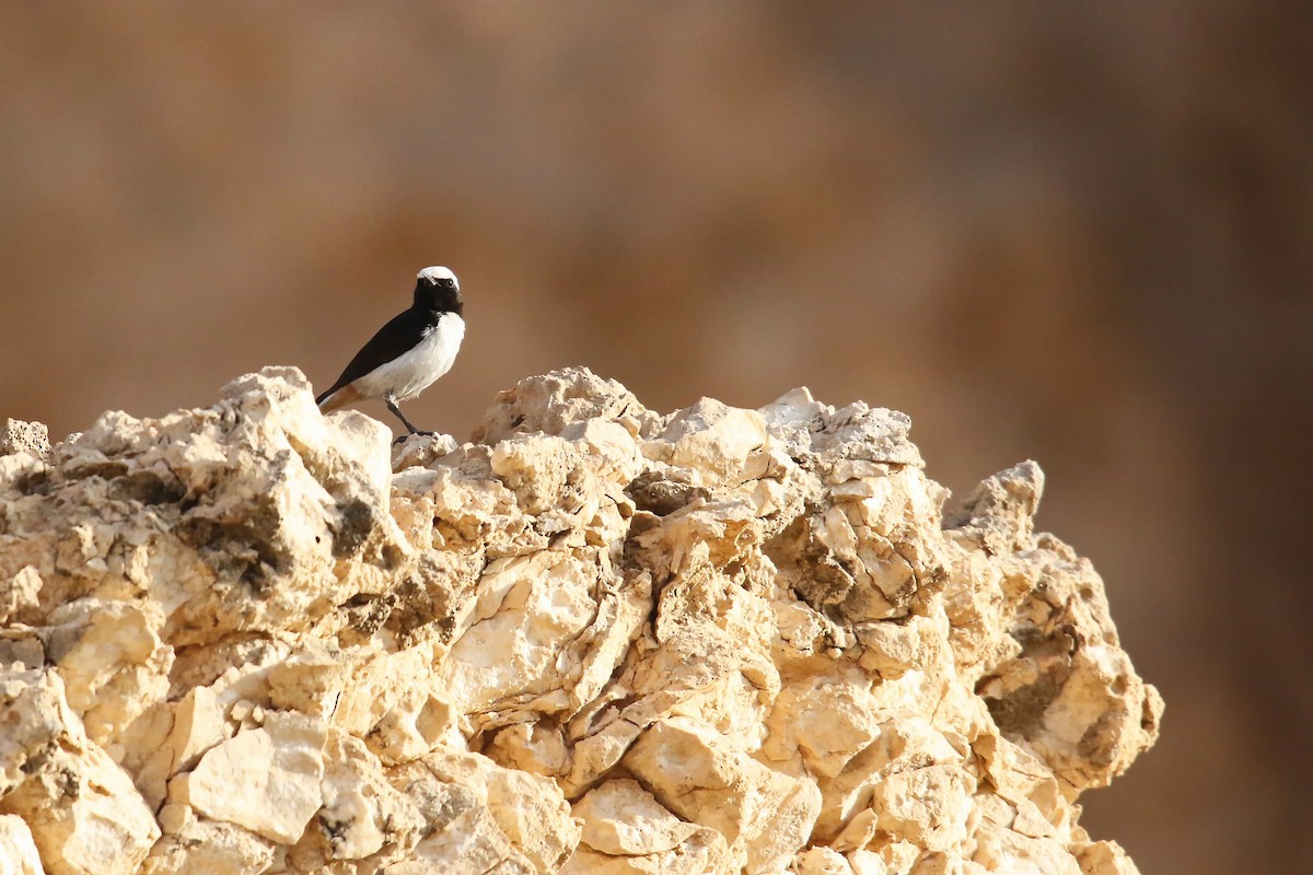 Arabian Wheatear - ML642436437
