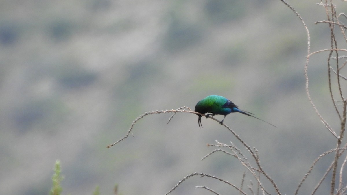 malakittsolfugl - ML642436452