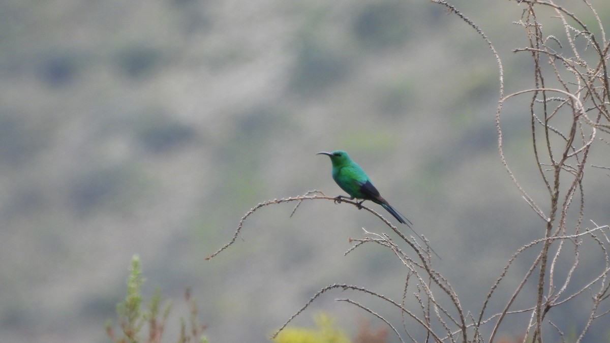 malakittsolfugl - ML642436453