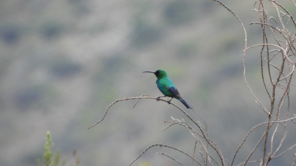 malakittsolfugl - ML642436454