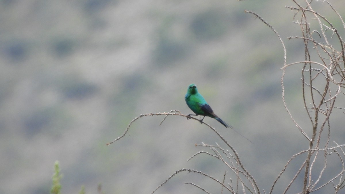 malakittsolfugl - ML642436455