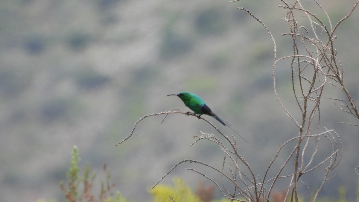 malakittsolfugl - ML642436456