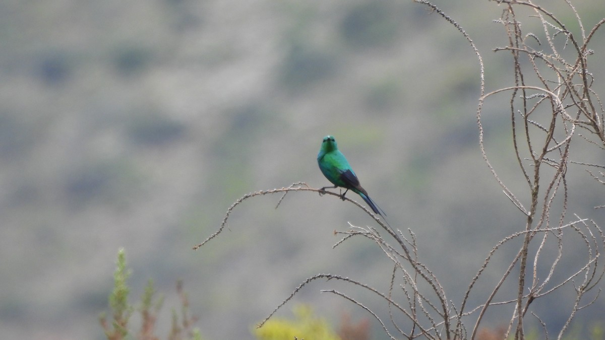 malakittsolfugl - ML642436457