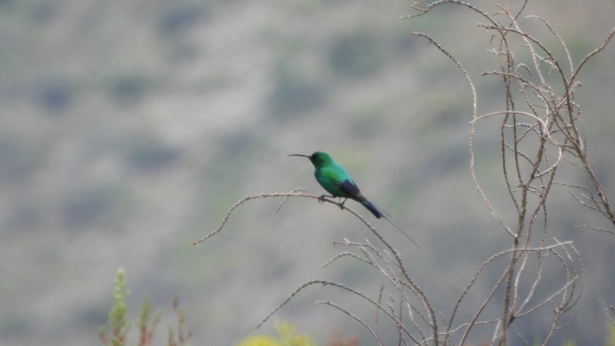 malakittsolfugl - ML642436458